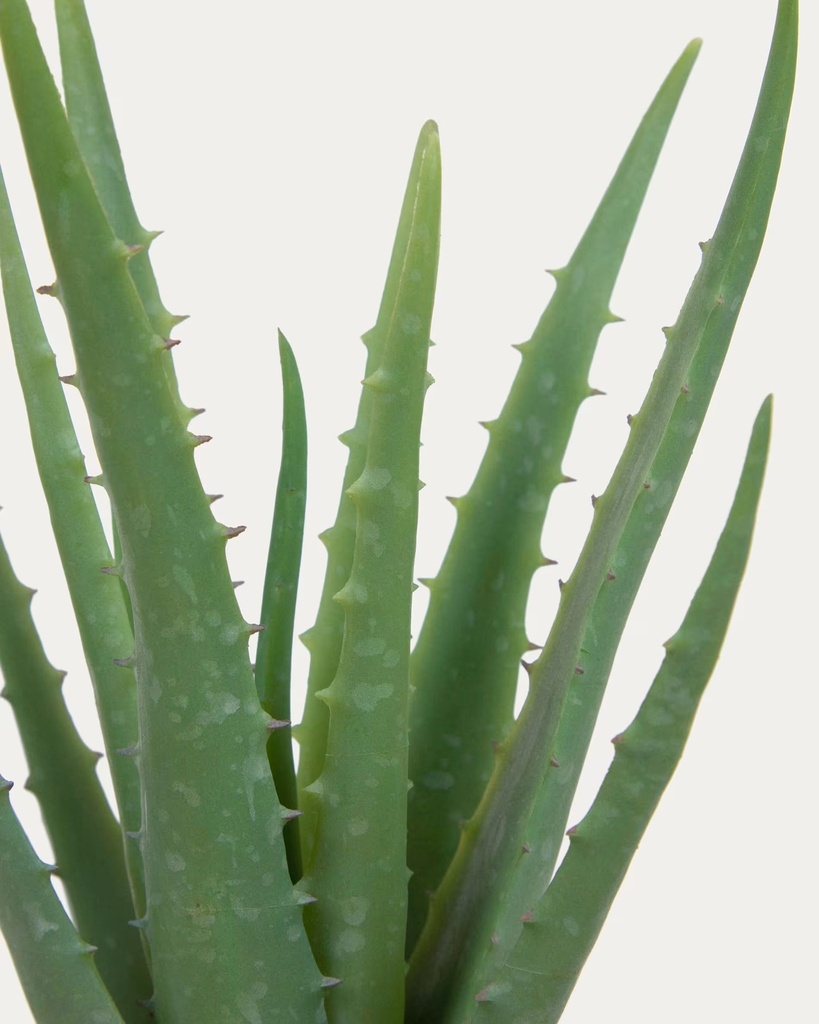ALOE VERA