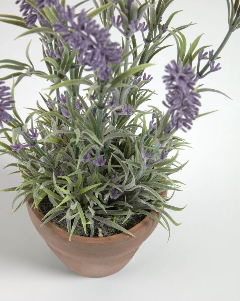 LAVANDA