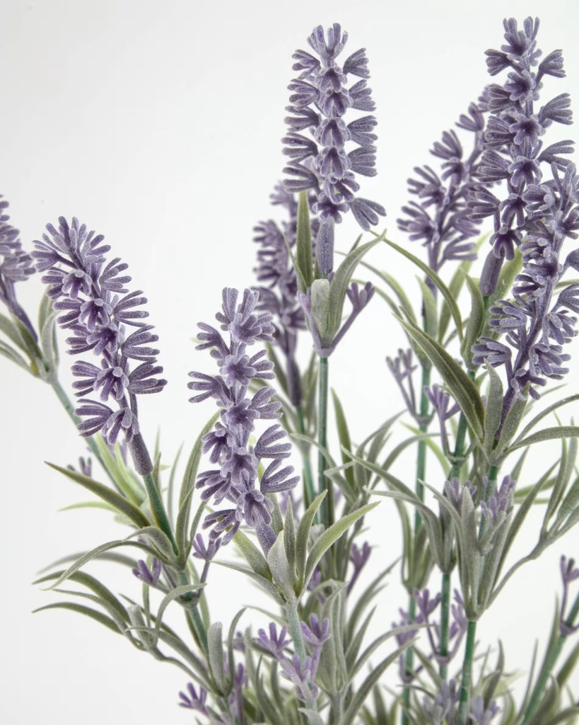 LAVANDA