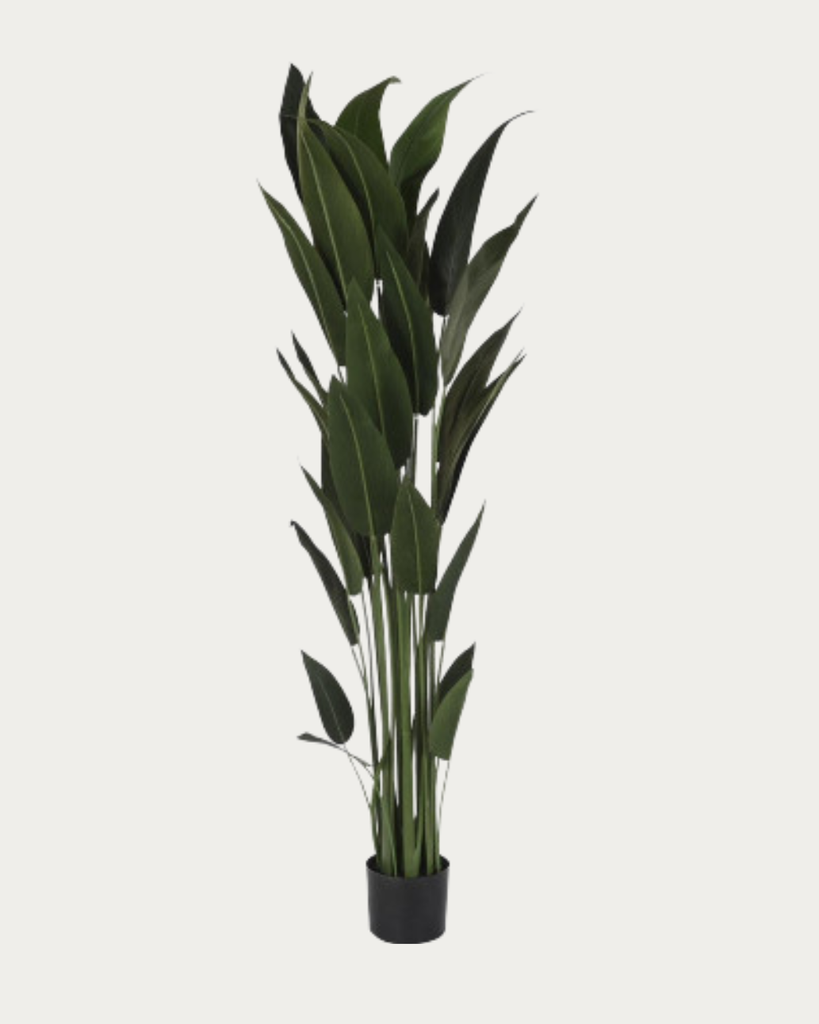 GEORGIA