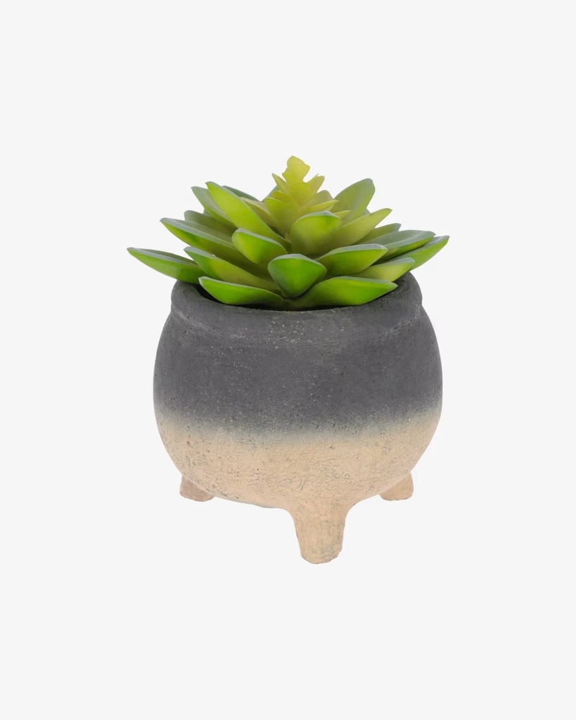 SEDUM
