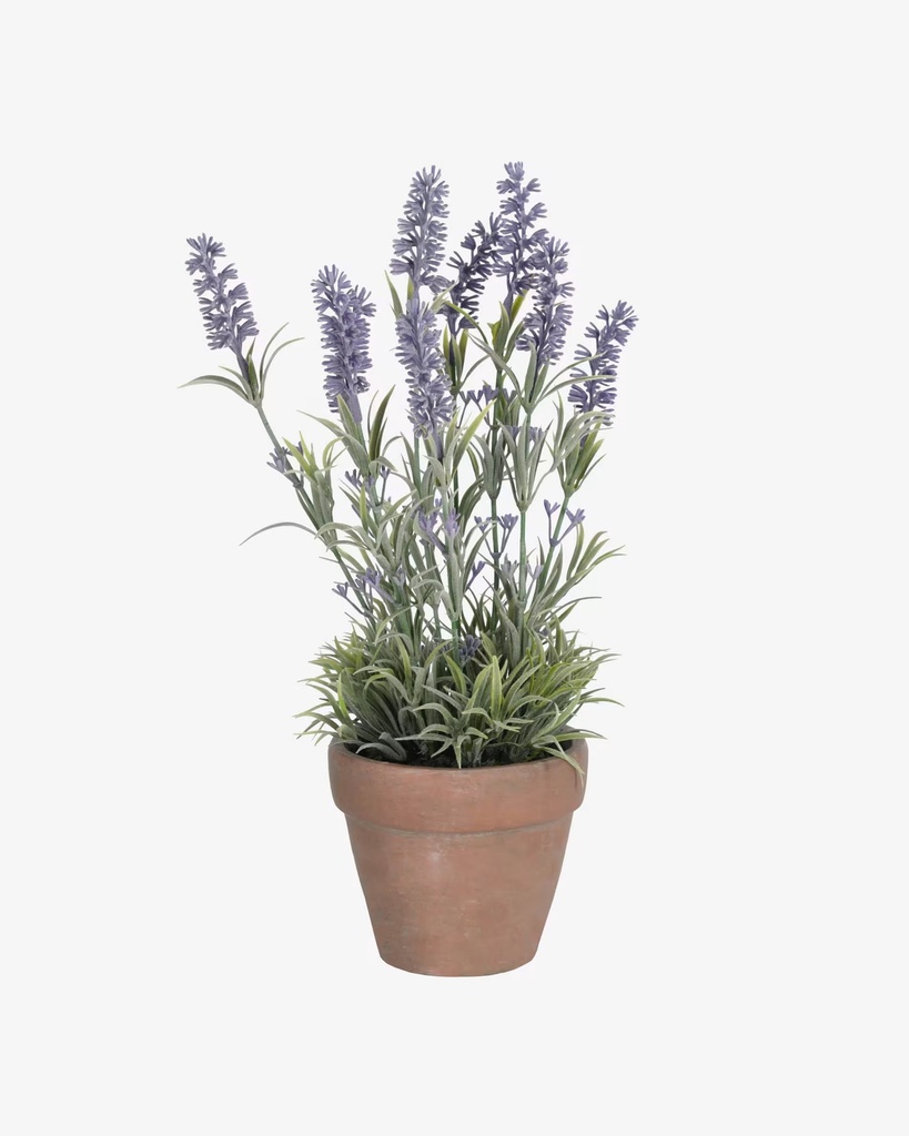 LAVANDA
