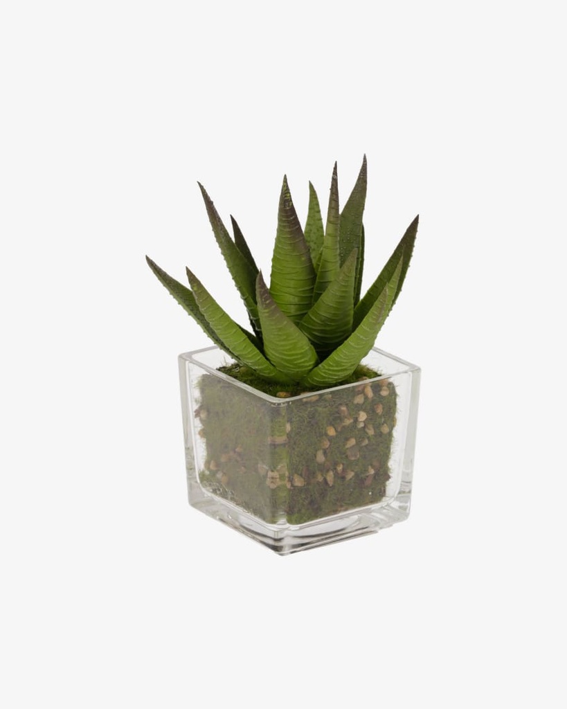 HAWORTIA 