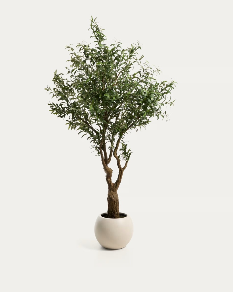 OLIVO