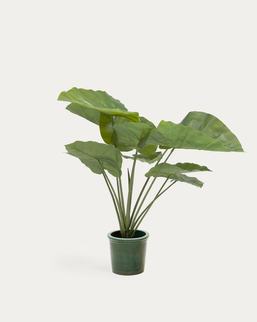 ALOCASIA