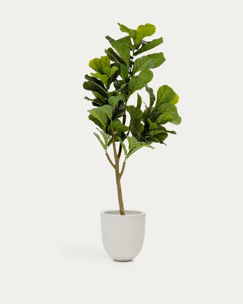 FICUS