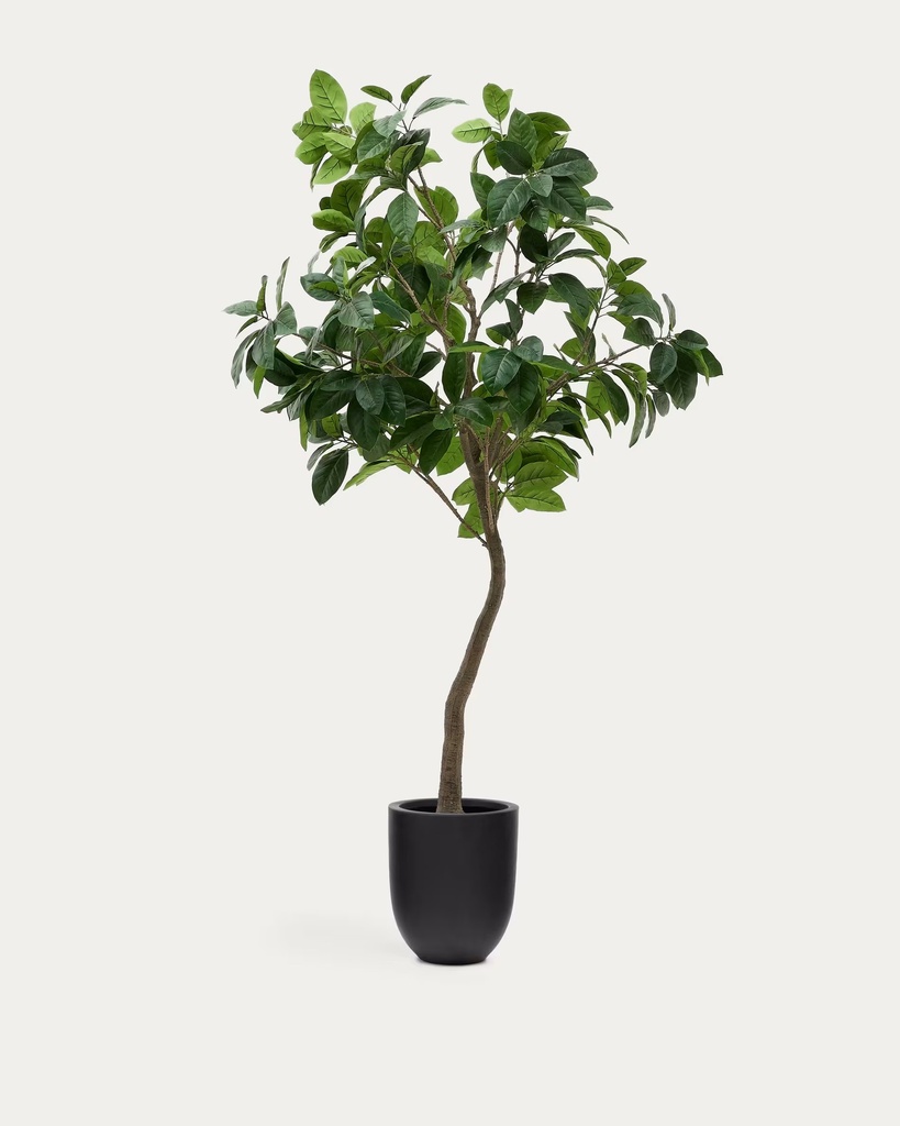 FICUS