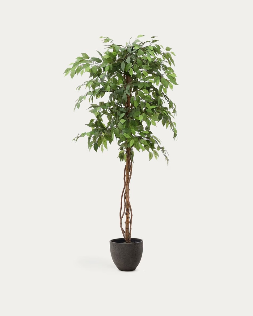 FICUS