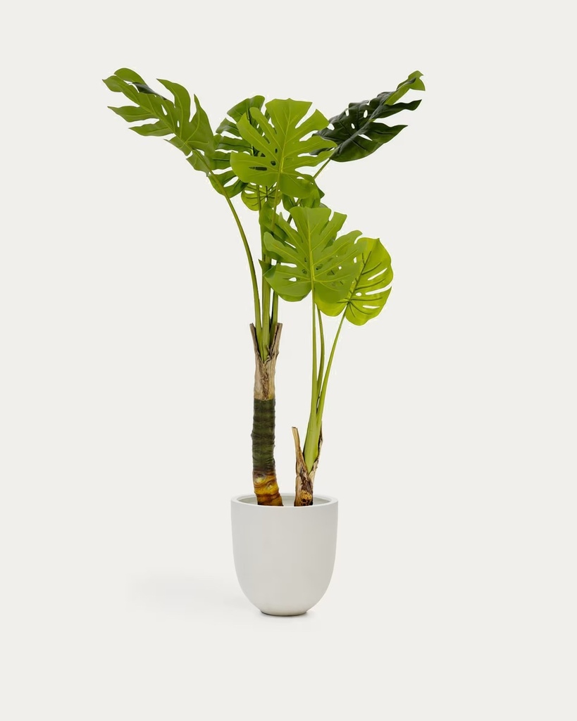 MONSTERA