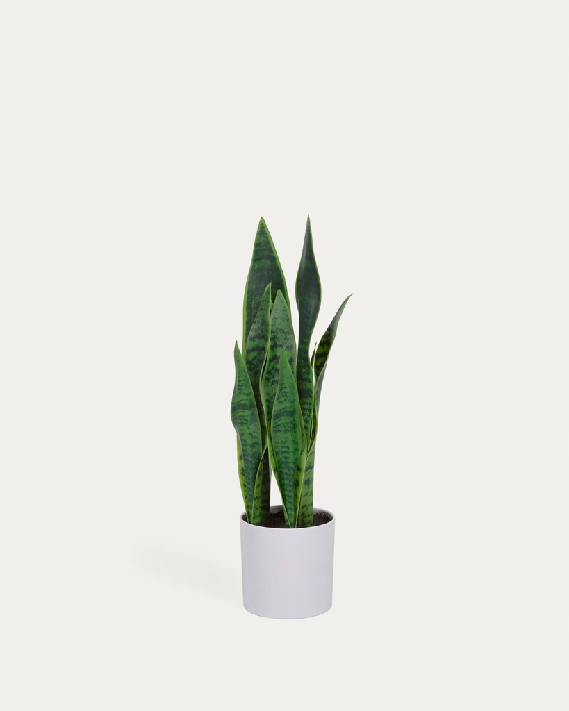 SANSEVIERIA