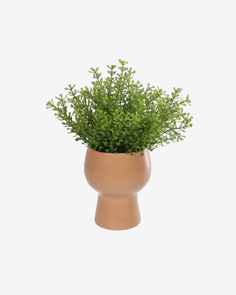 MYRIOPHYLLUM