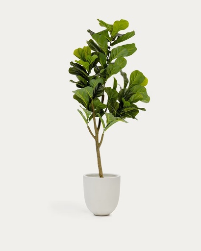 [AA5689] FICUS