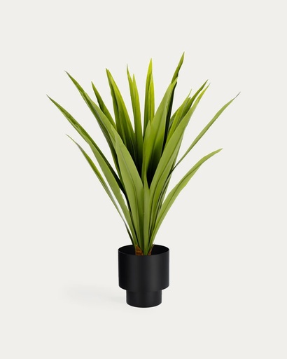 [AA5697] YUCCA